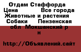 Отдам Стаффорда › Цена ­ 2 000 - Все города Животные и растения » Собаки   . Пензенская обл.,Мокшанский р-н